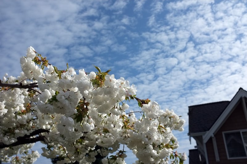 Spring.jpg