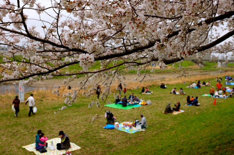 Hanami02.jpg