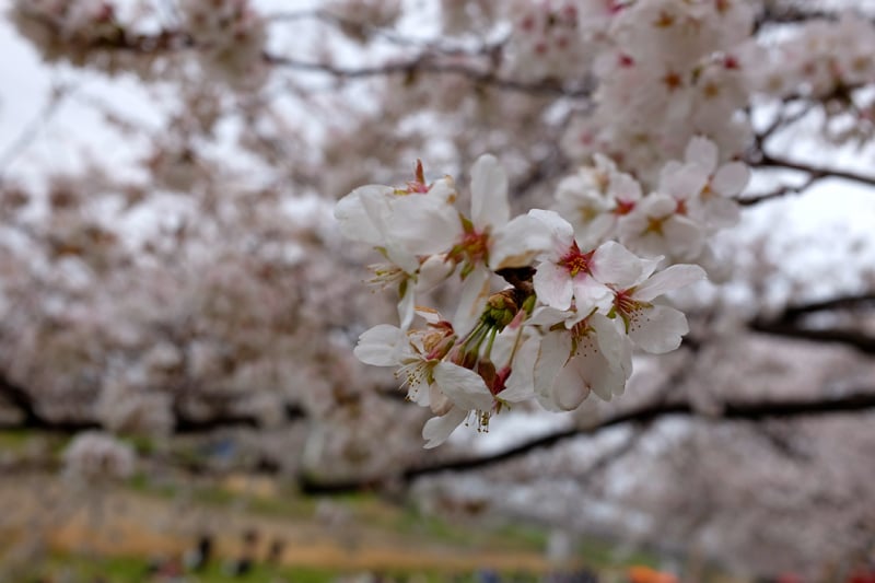 Hanami03.jpg
