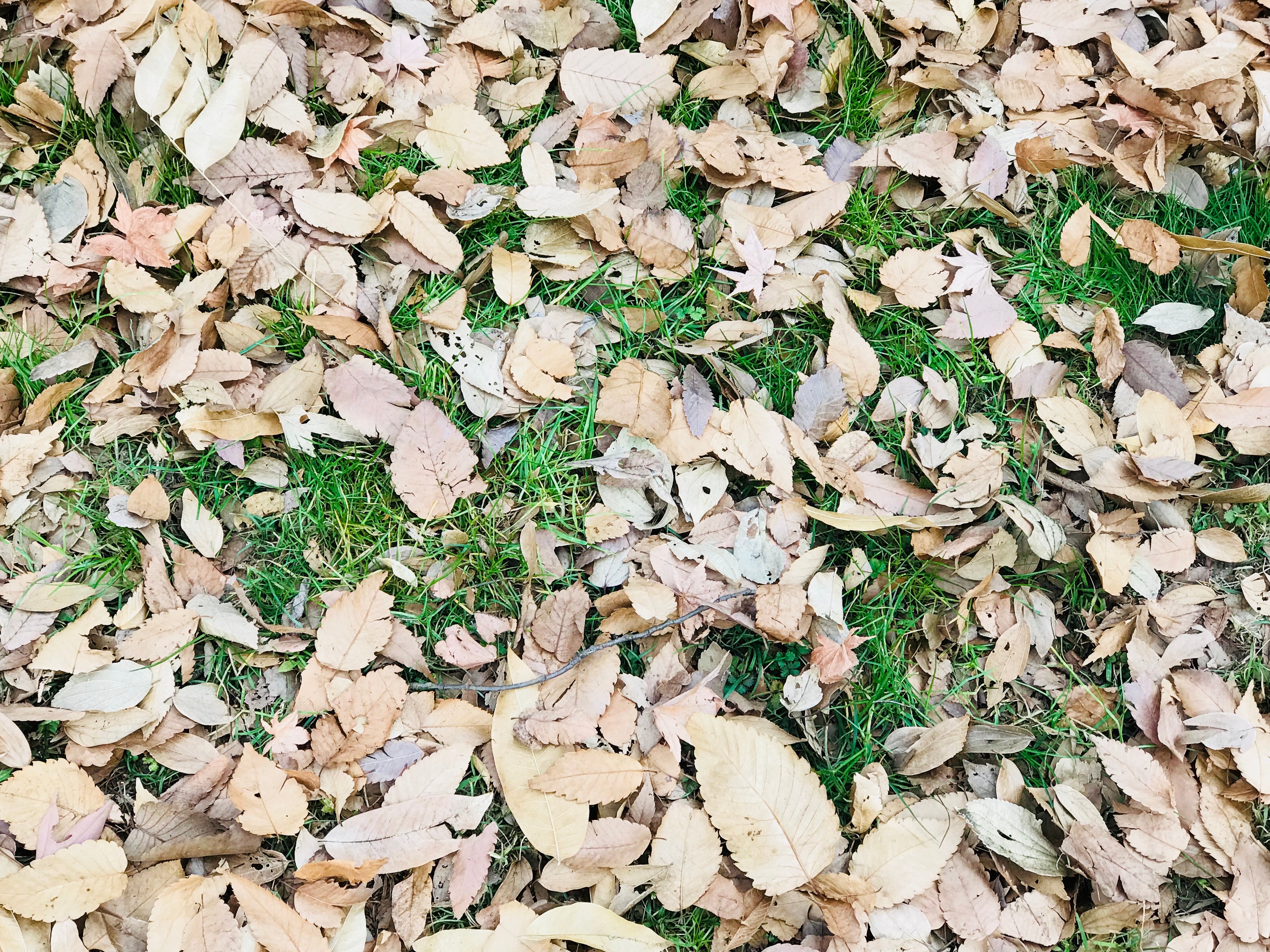yoyogi_park.jpg
