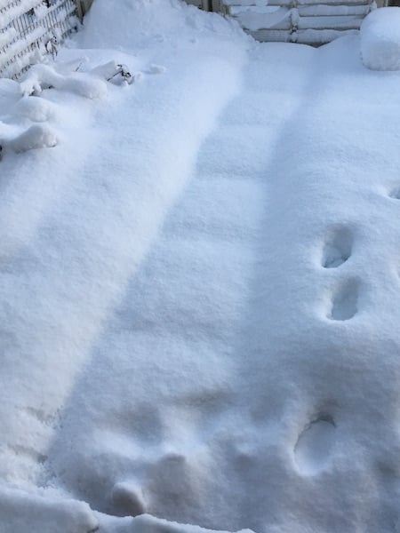snow1.JPG