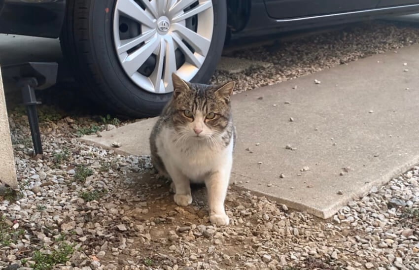 我が家に最初に来るようになった野良猫のミミ