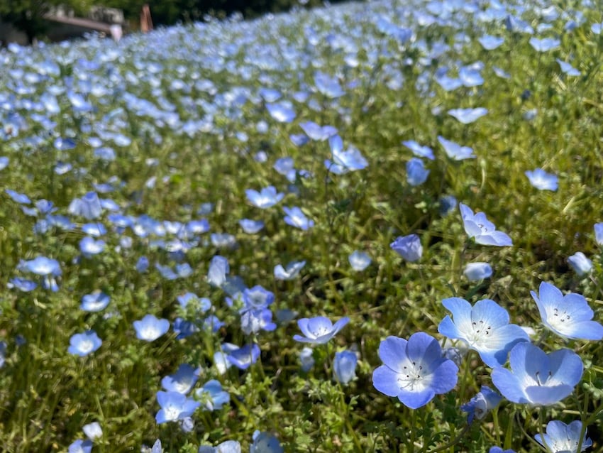 05_nemophila.jpg