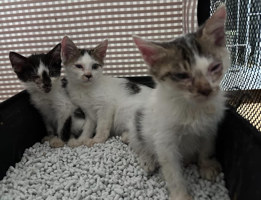 猫風邪の子猫を見つけてしまい保護 〜NNN（ねこねこネットワーク）に目