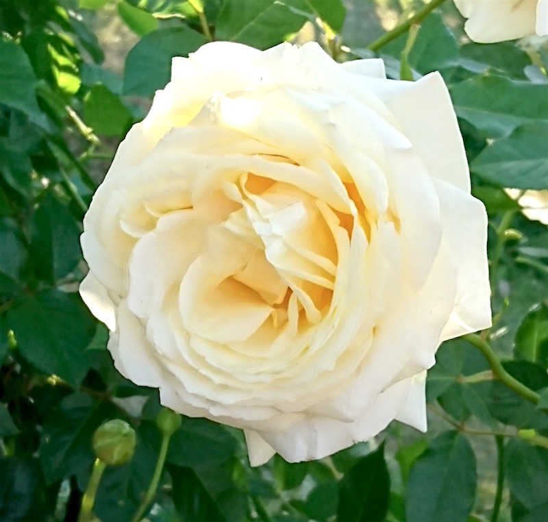 rose3.JPG