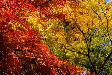 AutumnLeaves04.jpg