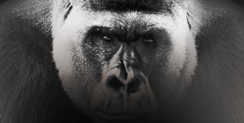 Ip19_gorilla.jpg