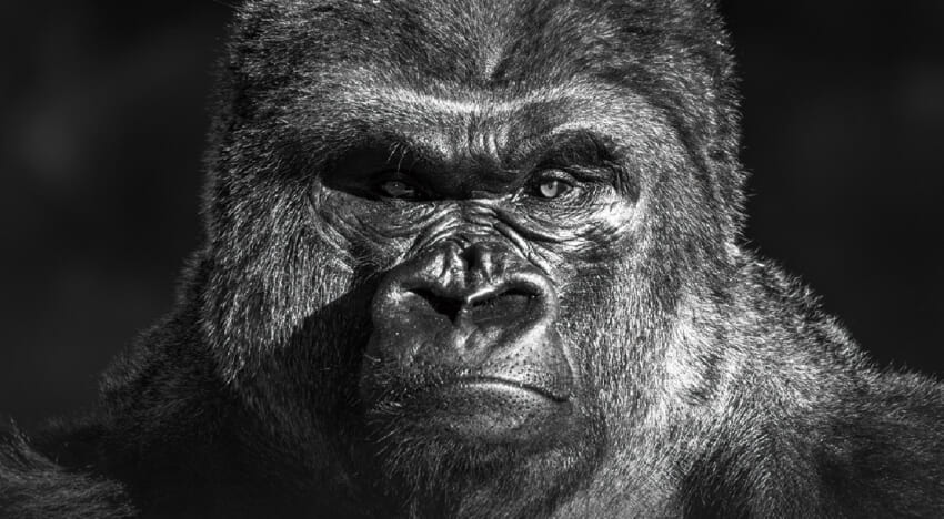 Ip20_gorilla.jpg