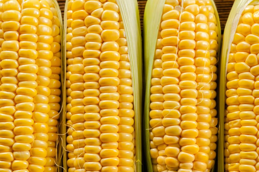 Corn-background.jpg