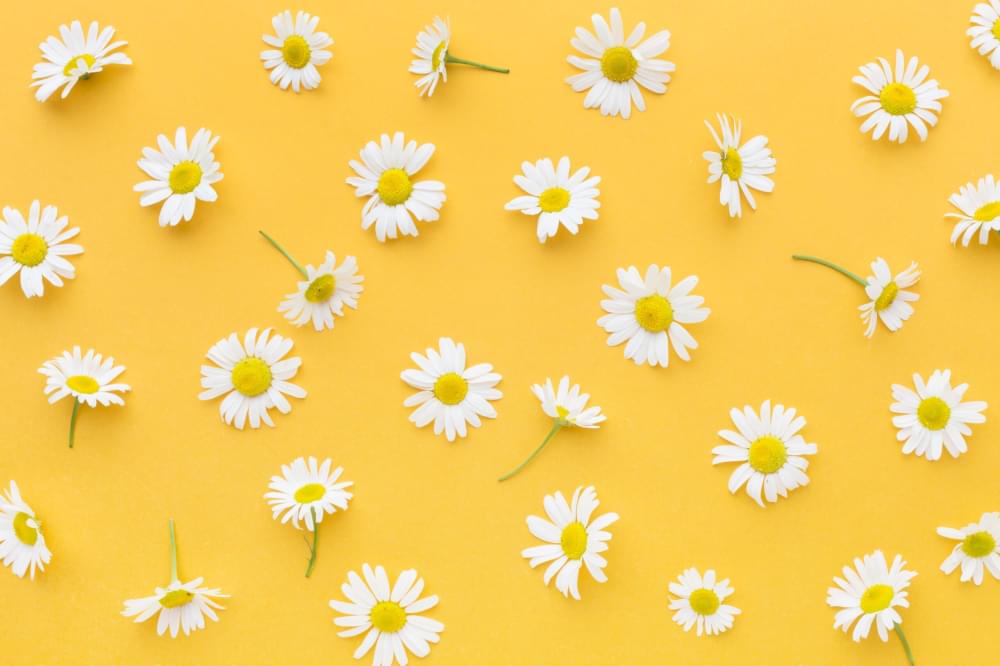 Top-view-daisies-arrangement.jpg