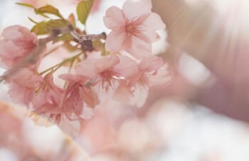 桜の季節に思うこと