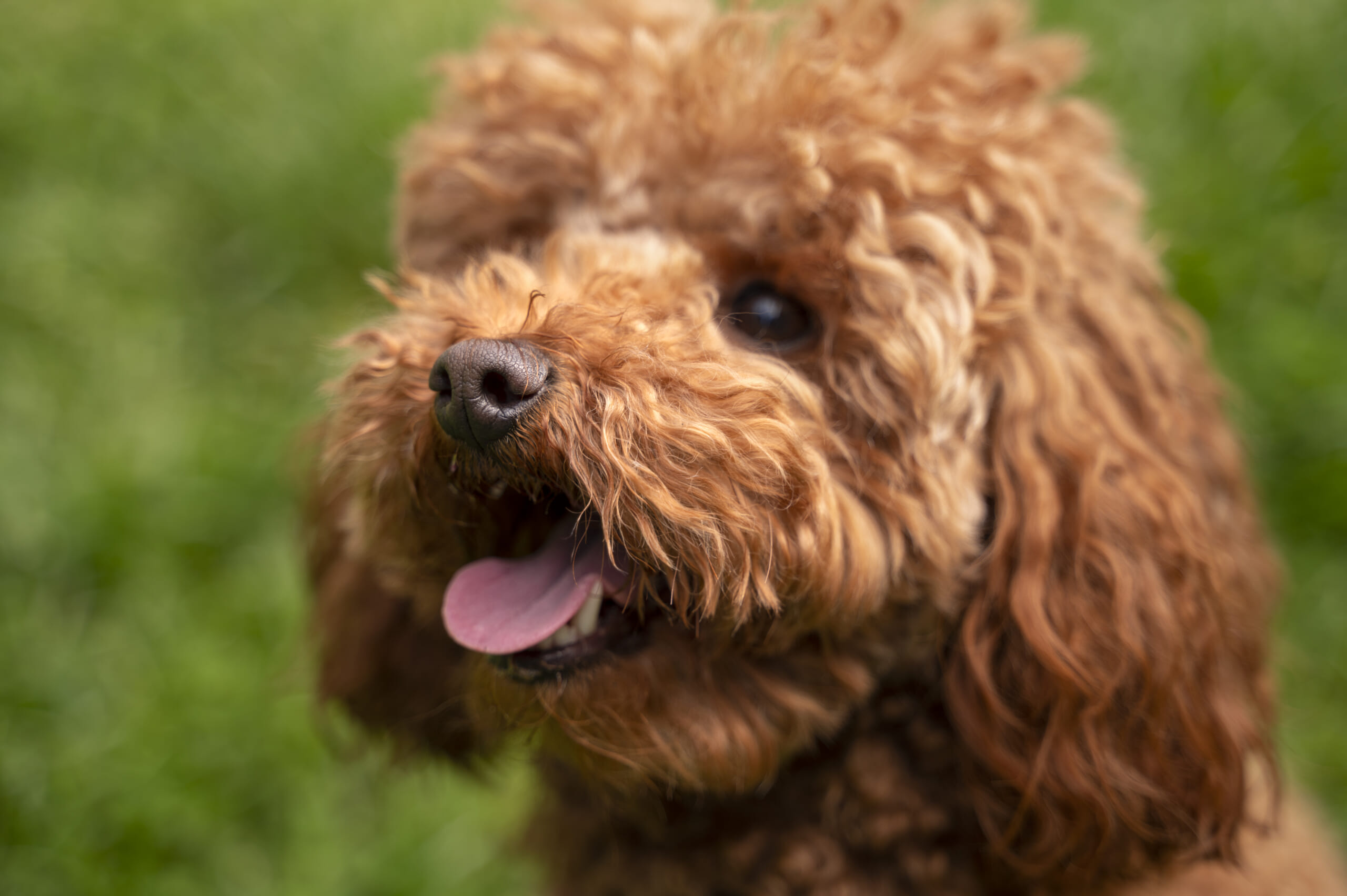 View-cute-dog-enjoying-time-nature-park.jpg