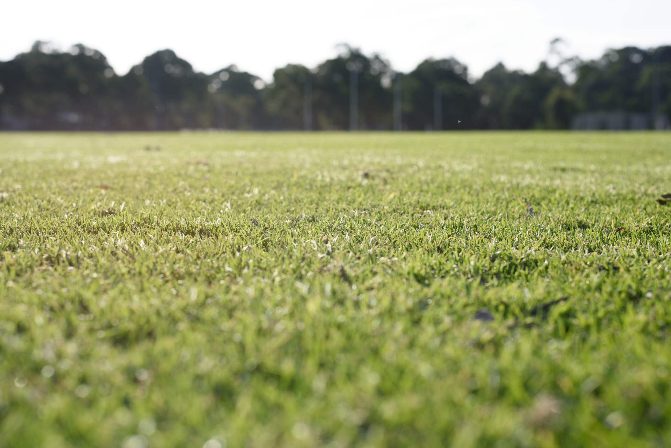 Green-grass-background.jpg