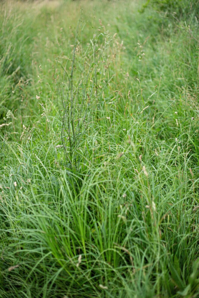 Vertical-high-angle-shot-beautiful-green-grass-covering-meadow-captured-daylight.jpeg